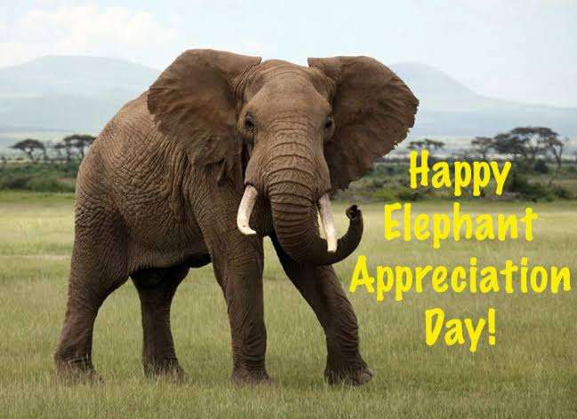 National Elephant Appreciation Day – September 22, 2022, history